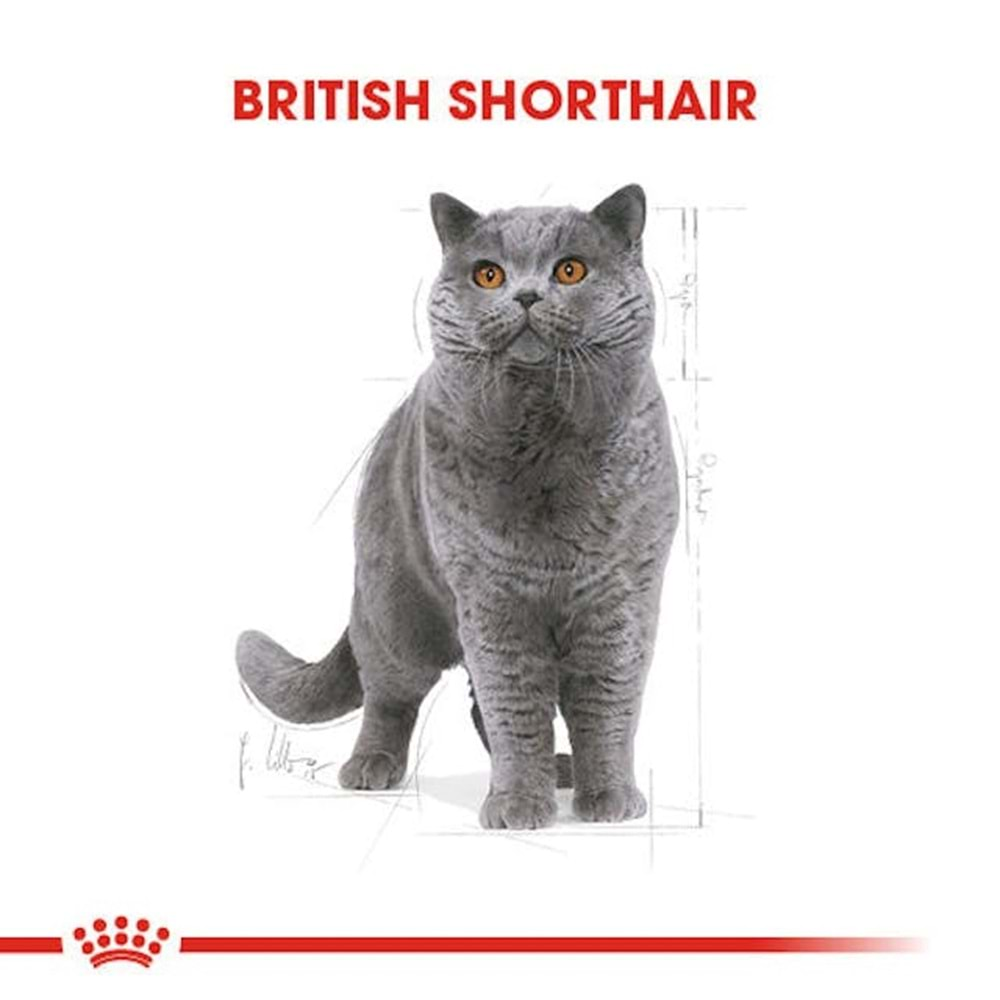 Royal Canin British Shorthair Kedi Maması 2 Kg