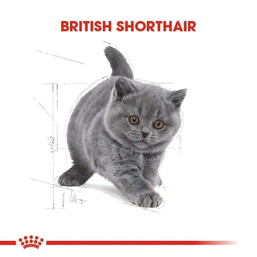 Royal Canin British Shorthair Kitten Kedi Maması 2 Kg