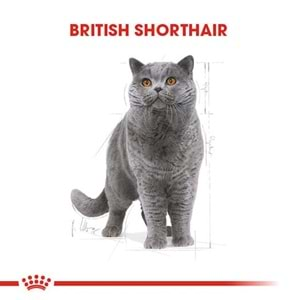 Royal Canin British Shorthair Adult Kedi Maması 10 Kg